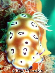 A beautiful Chromodoris leopardus nudibranch at Mabul mid... by Joao Marcelino 